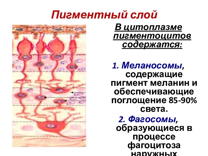 Пигментный слой В цитоплазме пигментоцитов содержатся: 1. Меланосомы, содержащие пигмент меланин и