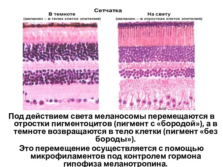 Под действием света меланосомы перемещаются в отростки пигментоцитов (пигмент с «бородой»), а