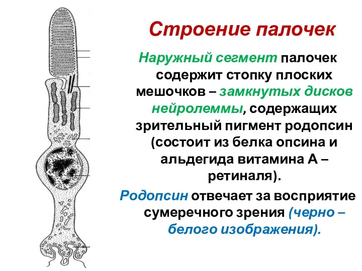 Строение палочек Наружный сегмент палочек содержит стопку плоских мешочков – замкнутых дисков