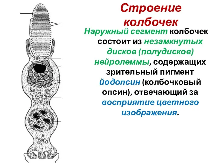 Строение колбочек Наружный сегмент колбочек состоит из незамкнутых дисков (полудисков) нейролеммы, содержащих