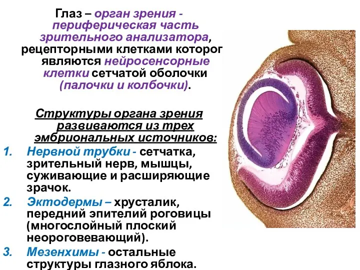 Глаз – орган зрения - периферическая часть зрительного анализатора, рецепторными клетками которого