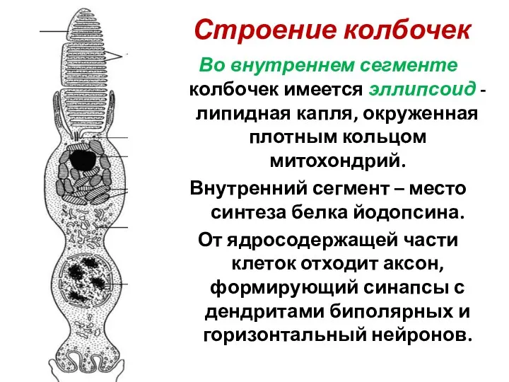 Строение колбочек Во внутреннем сегменте колбочек имеется эллипсоид - липидная капля, окруженная