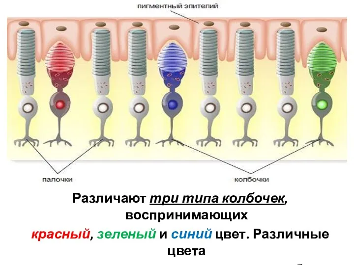 Различают три типа колбочек, воспринимающих красный, зеленый и синий цвет. Различные цвета