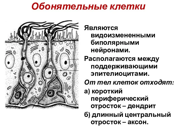 Обонятельные клетки Являются видоизмененными биполярными нейронами. Располагаются между поддерживающими эпителиоцитами. От тел