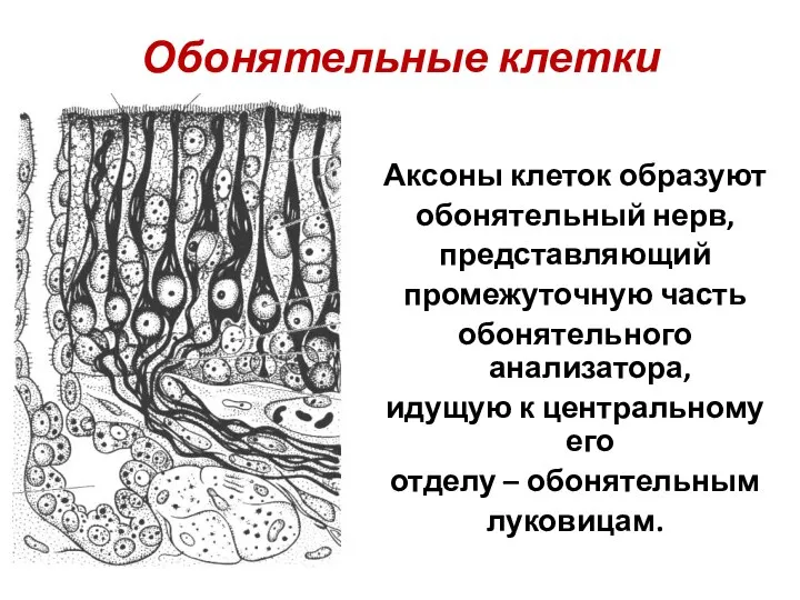 Обонятельные клетки Аксоны клеток образуют обонятельный нерв, представляющий промежуточную часть обонятельного анализатора,