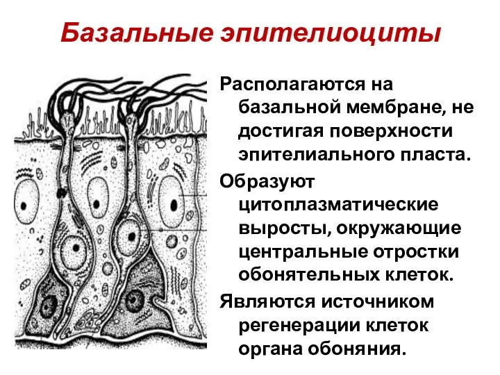 Базальные эпителиоциты Располагаются на базальной мембране, не достигая поверхности эпителиального пласта. Образуют