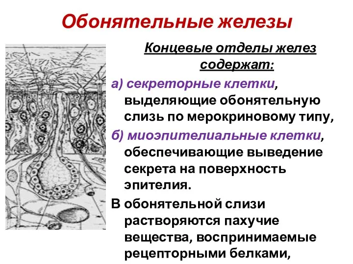 Обонятельные железы Концевые отделы желез содержат: а) секреторные клетки, выделяющие обонятельную слизь