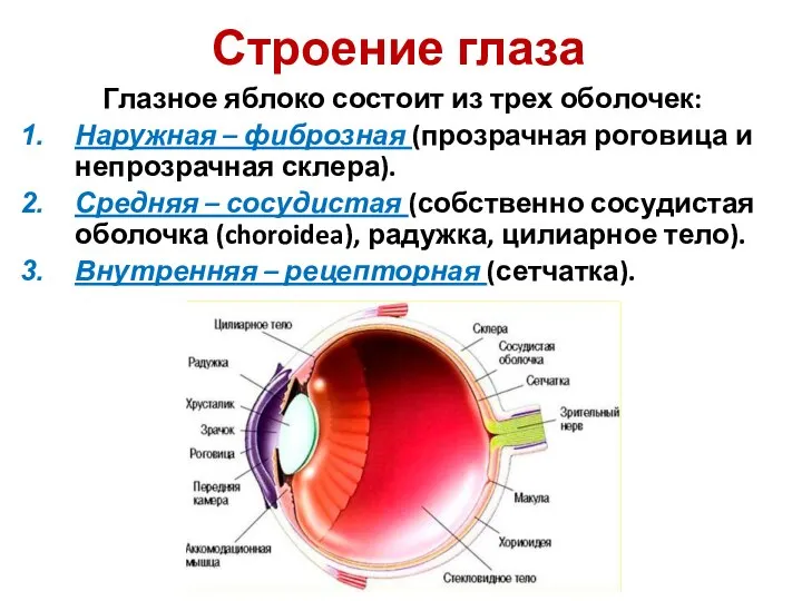 Строение глаза Глазное яблоко состоит из трех оболочек: Наружная – фиброзная (прозрачная
