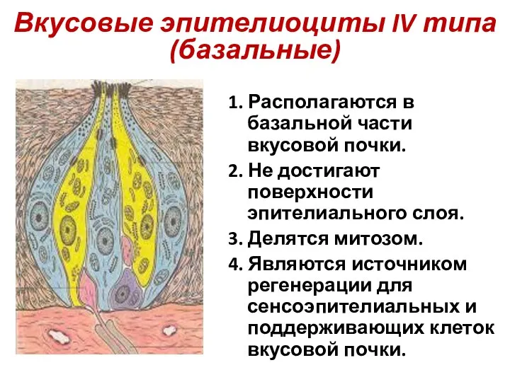 Вкусовые эпителиоциты IV типа (базальные) 1. Располагаются в базальной части вкусовой почки.