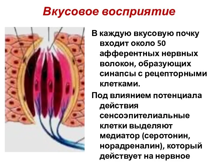 Вкусовое восприятие В каждую вкусовую почку входит около 50 афферентных нервных волокон,