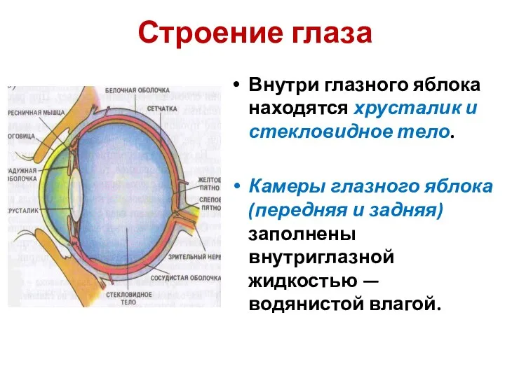 Строение глаза Внутри глазного яблока находятся хрусталик и стекловидное тело. Камеры глазного