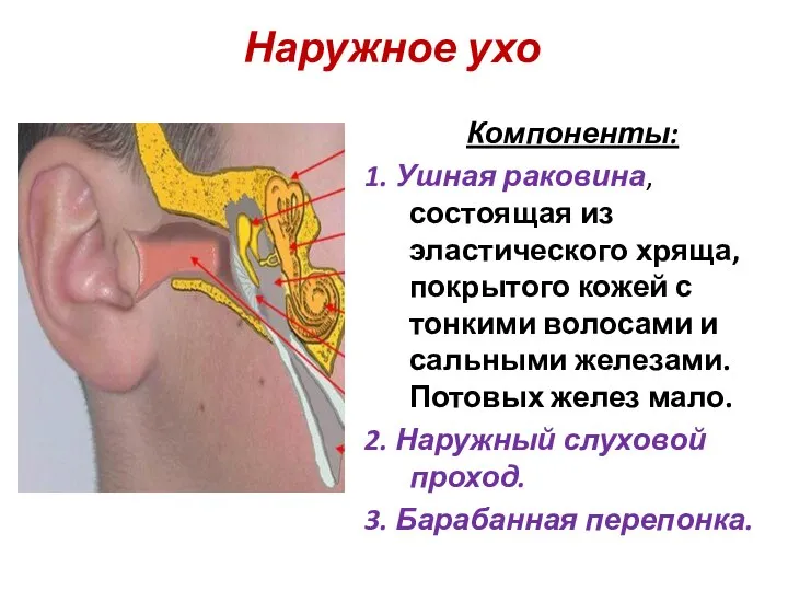 Наружное ухо Компоненты: 1. Ушная раковина, состоящая из эластического хряща, покрытого кожей