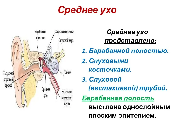 Среднее ухо Среднее ухо представлено: 1. Барабанной полостью. 2. Слуховыми косточками. 3.