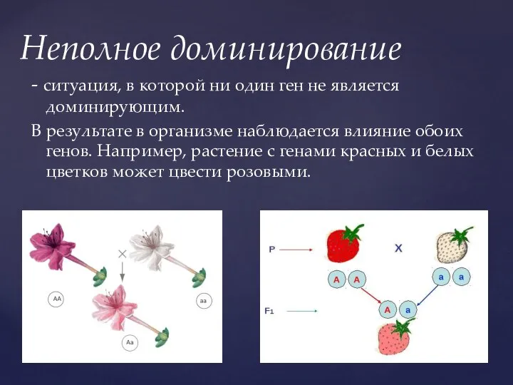 Неполное доминирование - ситуация, в которой ни один ген не является доминирующим.