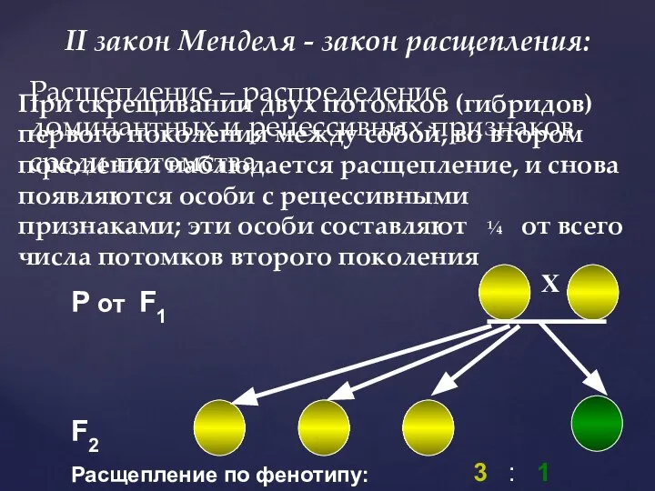 II закон Менделя - закон расщепления: При скрещивании двух потомков (гибридов) первого