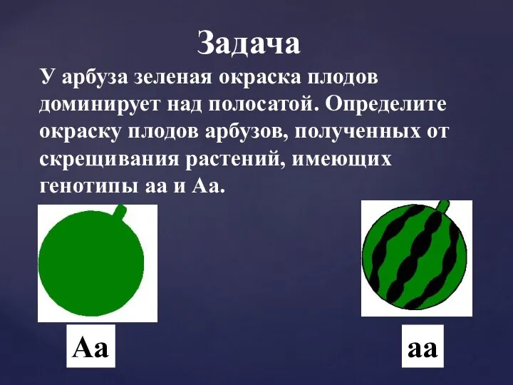 У арбуза зеленая окраска плодов доминирует над полосатой. Определите окраску плодов арбузов,