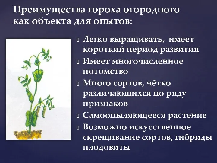 Преимущества гороха огородного как объекта для опытов: Легко выращивать, имеет короткий период