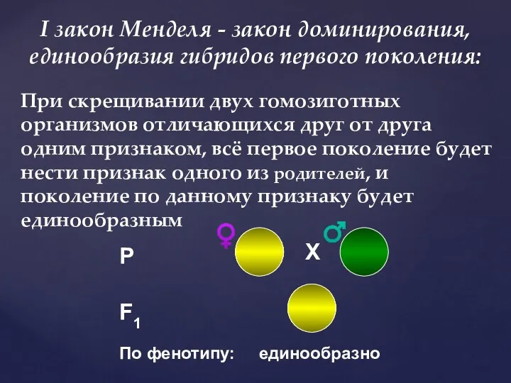 I закон Менделя - закон доминирования, единообразия гибридов первого поколения: При скрещивании