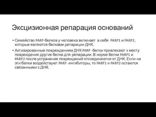 Эксцизионная репарация оснований Семейство PARP-белков у человека включает в себя PARP1 и