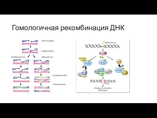 Гомологичная рекомбинация ДНК