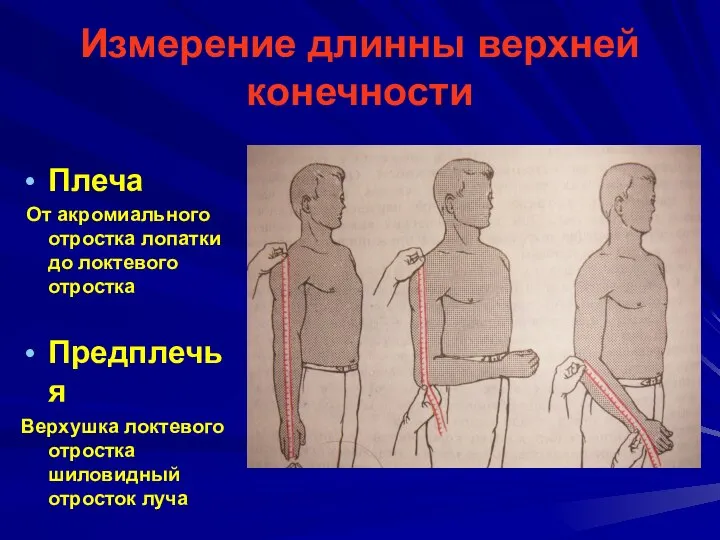 Измерение длинны верхней конечности Плеча От акромиального отростка лопатки до локтевого отростка