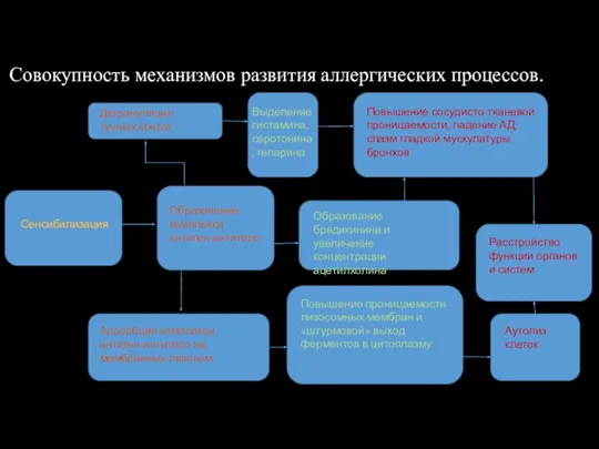 Совокупность механизмов развития аллергических процессов. Сенсибилизация Образование комплекса антиген-антитело Дегрануляция тучных клеток