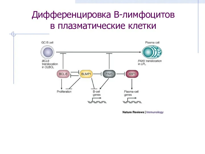 Дифференцировка В-лимфоцитов в плазматические клетки