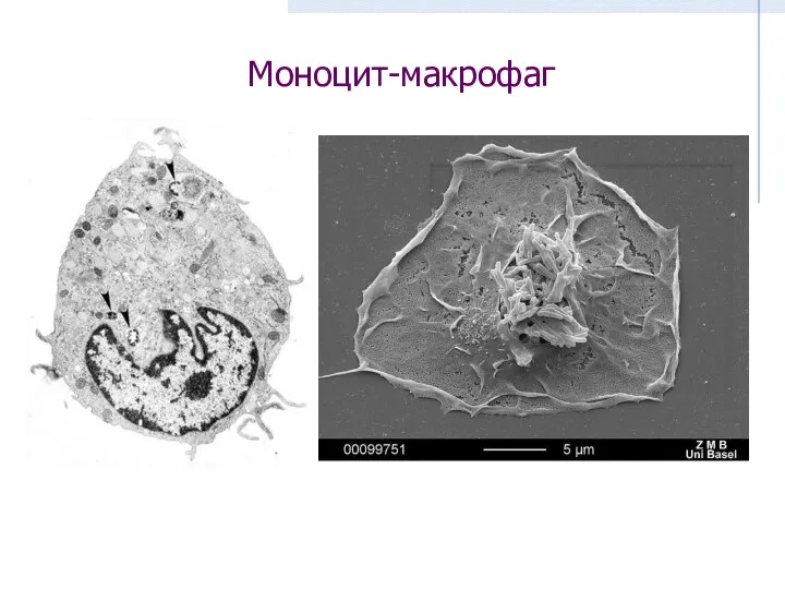 Моноцит-макрофаг