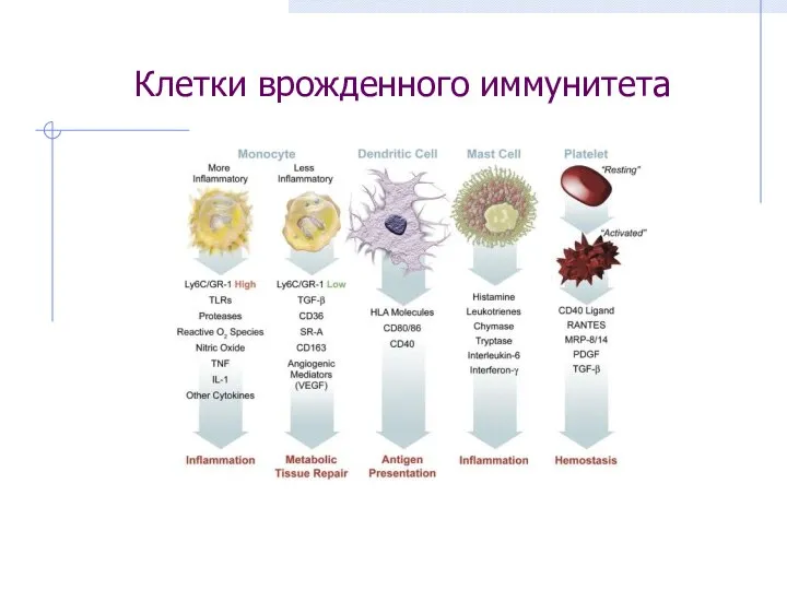 Клетки врожденного иммунитета