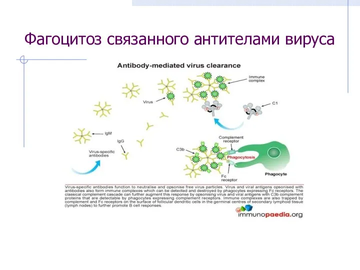 Фагоцитоз связанного антителами вируса