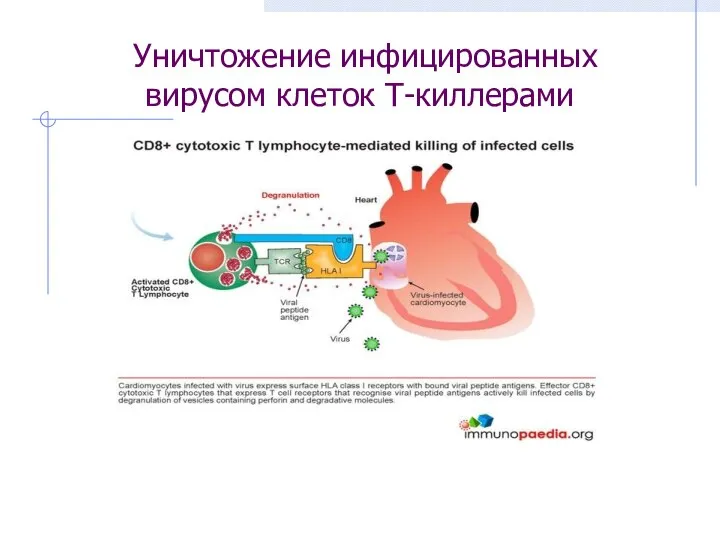 Уничтожение инфицированных вирусом клеток Т-киллерами