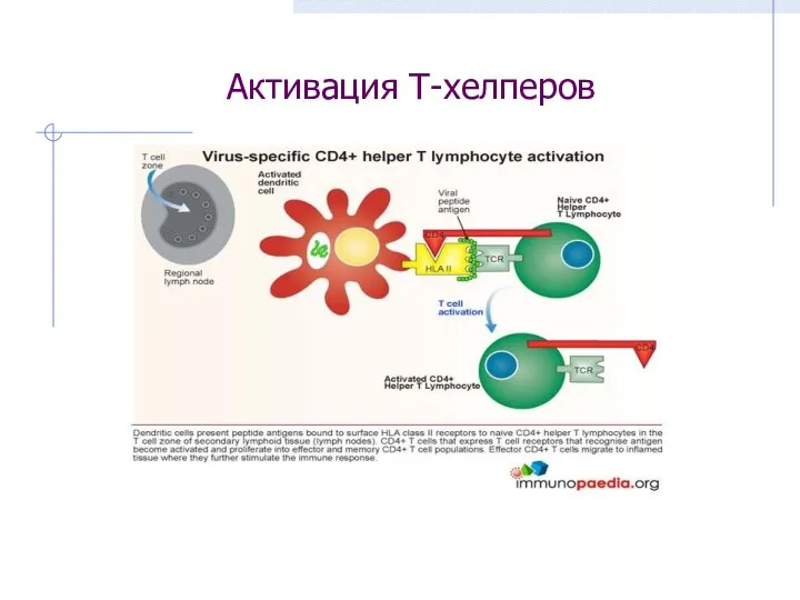 Активация Т-хелперов