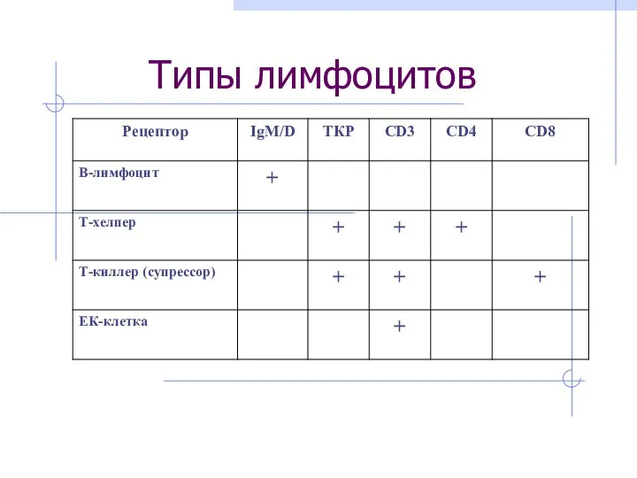 Типы лимфоцитов