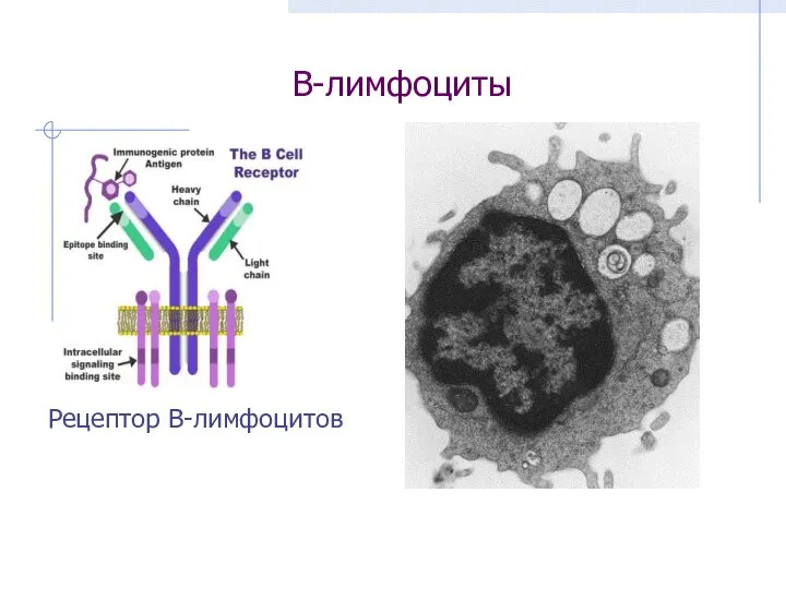 В-лимфоциты Рецептор В-лимфоцитов