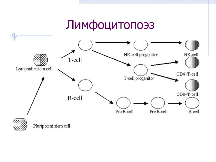 Лимфоцитопоэз