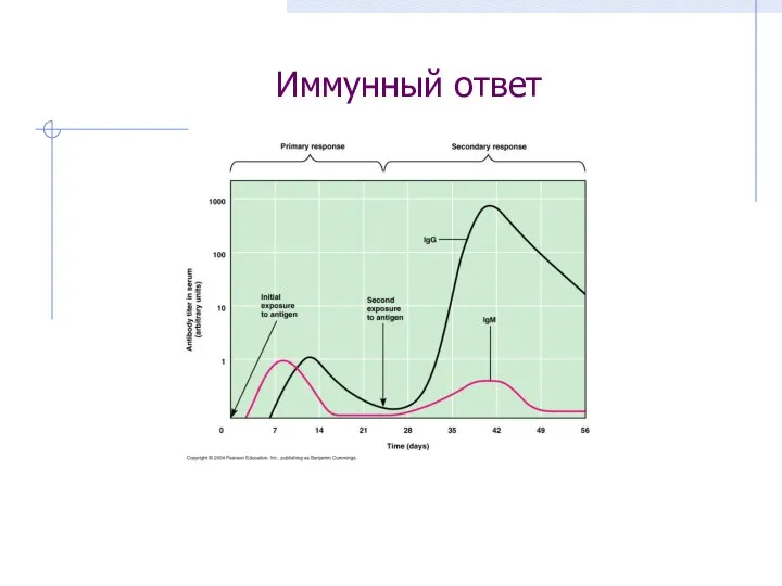 Иммунный ответ