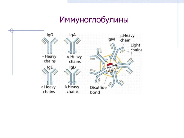 Иммуноглобулины