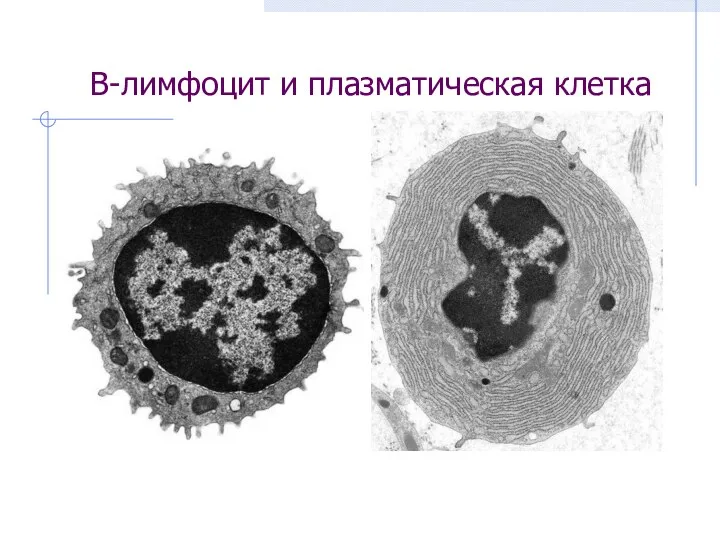 В-лимфоцит и плазматическая клетка