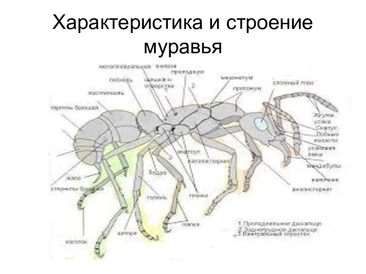 Характеристика и строение муравья
