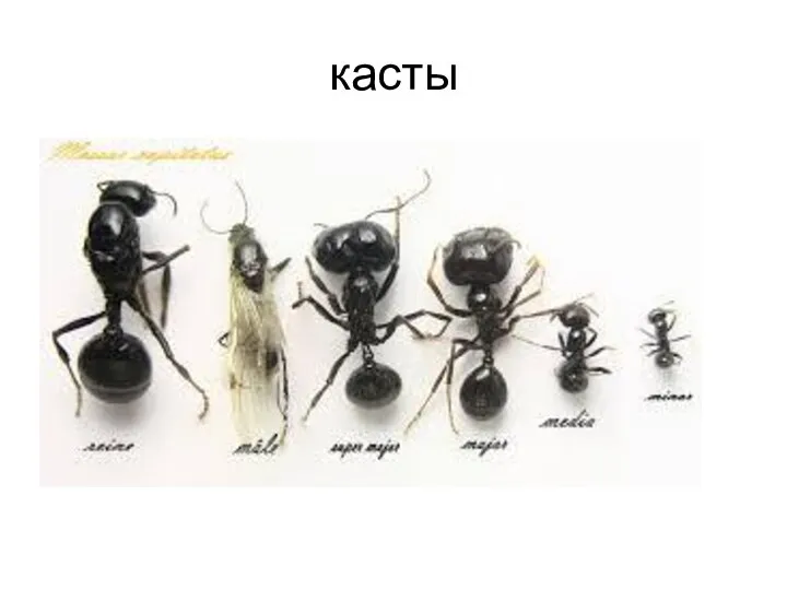 касты