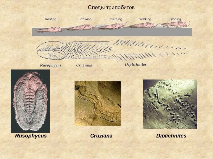 Следы трилобитов