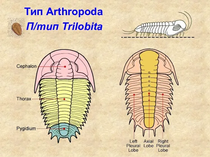 П/тип Trilobita Тип Arthropoda