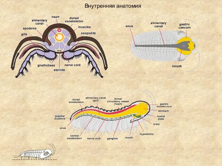 Внутренняя анатомия