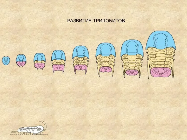 РАЗВИТИЕ ТРИЛОБИТОВ