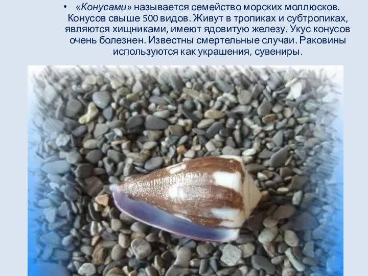 «Конусами» называется семейство морских моллюсков. Конусов свыше 500 видов. Живут в тропиках
