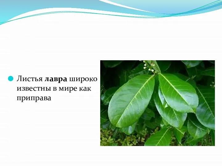 Листья лавра широко известны в мире как приправа
