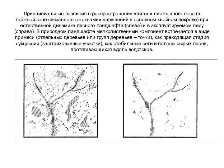 Принципиальные различия в распространении «пятен» лиственного леса (в таёжной зоне связанного с