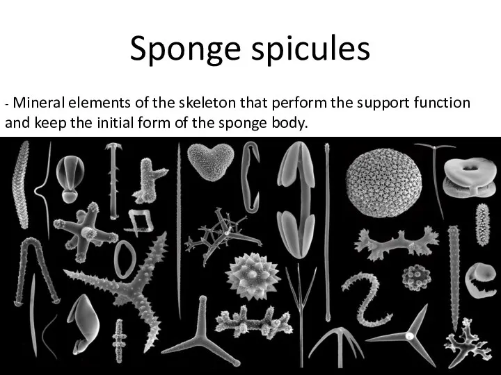 Sponge spicules - Mineral elements of the skeleton that perform the support