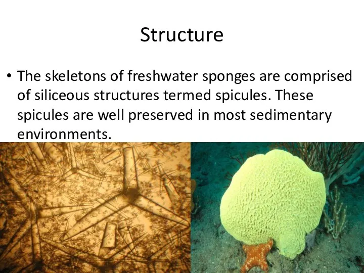 Structure The skeletons of freshwater sponges are comprised of siliceous structures termed