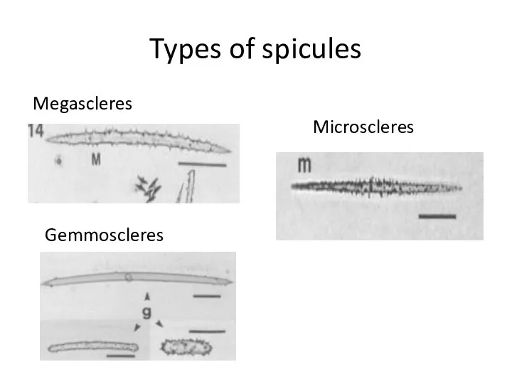 Types of spicules Microscleres Megascleres Gemmoscleres